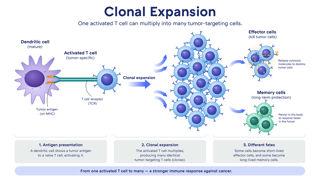 Infographic showing clonal expansion: a dendritic cell presents a tumor antigen to a T cell, which multiplies into many tumor-targeting cells that become either effector cells that kill tumor cells or long-lived memory cells.